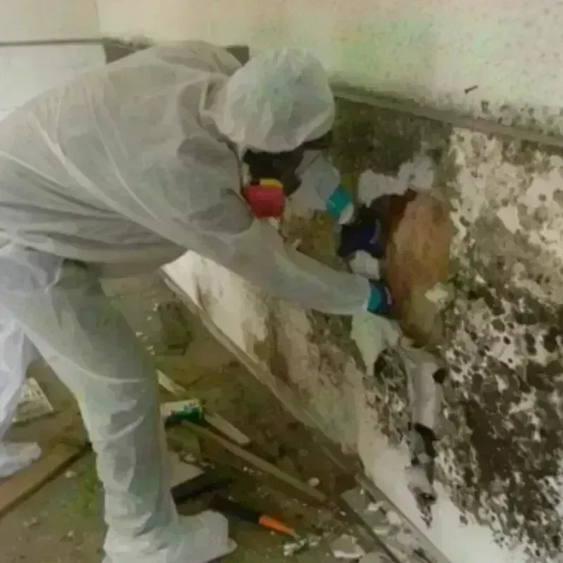 Mold Remediation and Removal in Portage County, OH